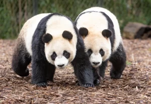 8G1A7718-Avec-accentuation-Bruit